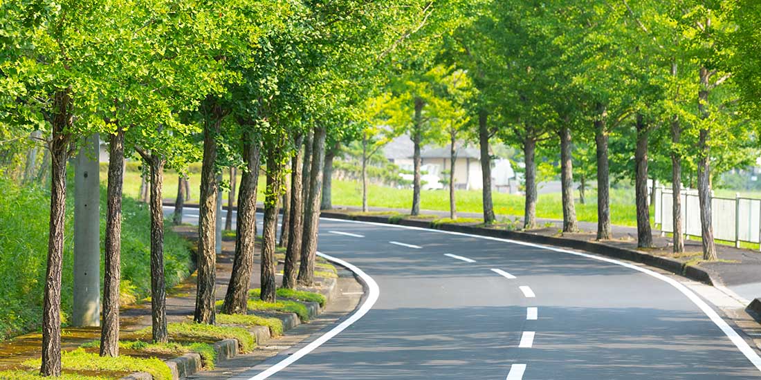 京丹波エリアの森