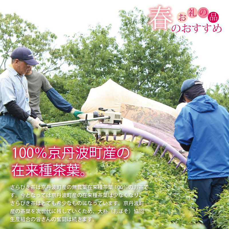 特集「春のおすすめお礼の品」
