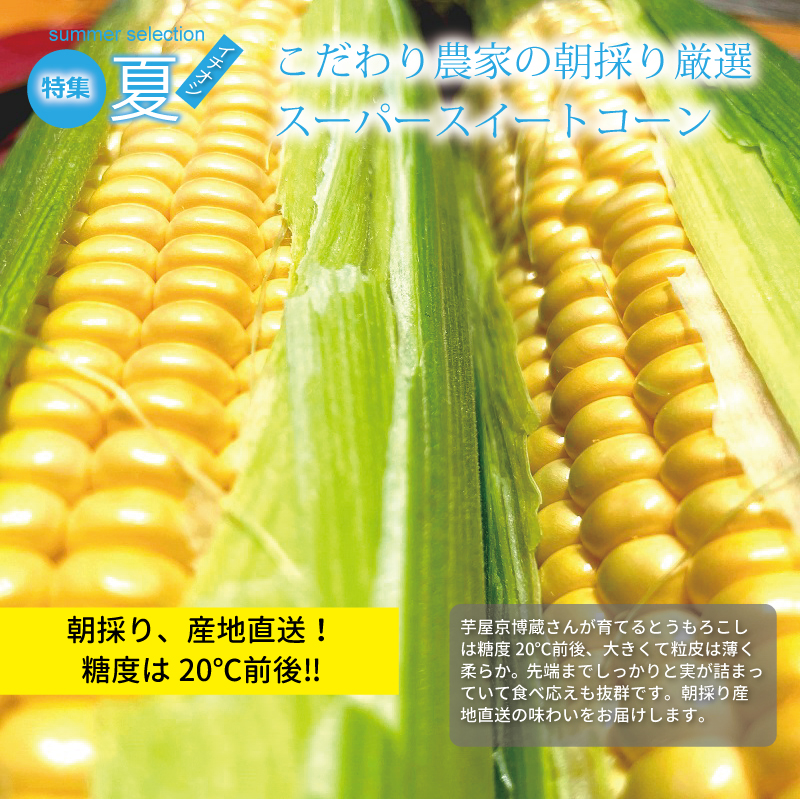 京丹波 京丹波・夏のおすすめお礼の品