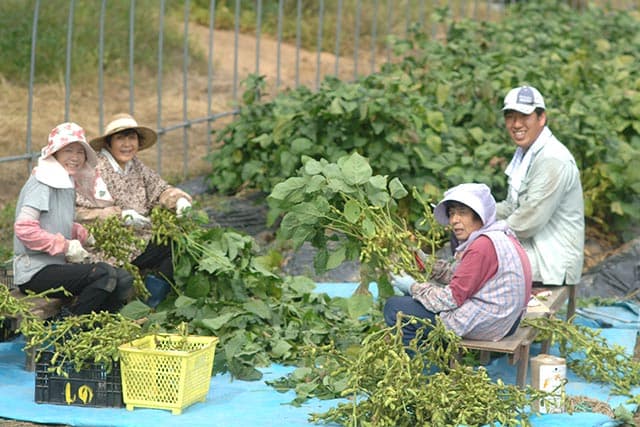 枝豆さや